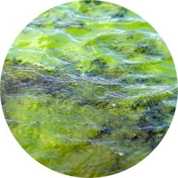 algae400circ