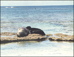 On a remote north pacific atoll, a mother monk seal nurses her single pup.