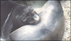 A Monk Seal mother and Pup.