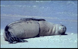 Adult monk seal badly entangled in marine debris monkseal2.jpg caption: An endangered genus, Monk seals can only survive where they don't have to compete with man for food and space. Greenpeace Foundation