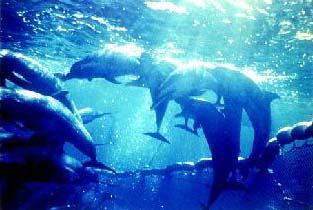 dolphins_in_purse_seine