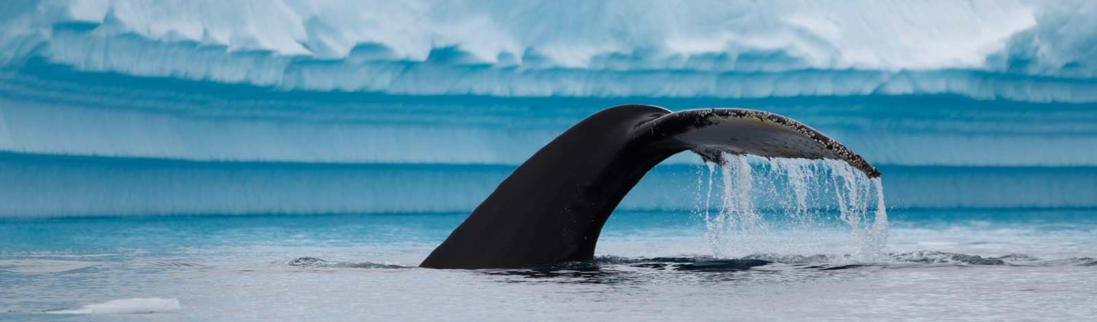 Saving The Whales – GREENPEACE FOUNDATION